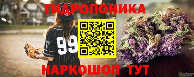 гашик Кингисепп
